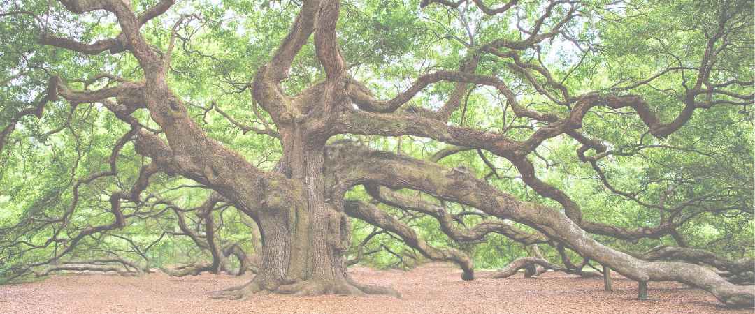Ein verästelter Baum